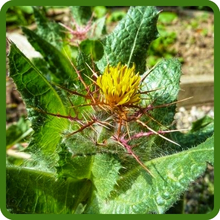 Fast Growing Blessed Thistle Herb Plants