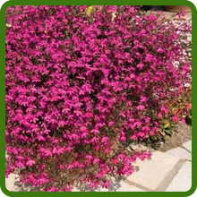 Lobelia for Pavers & Rock Gardens