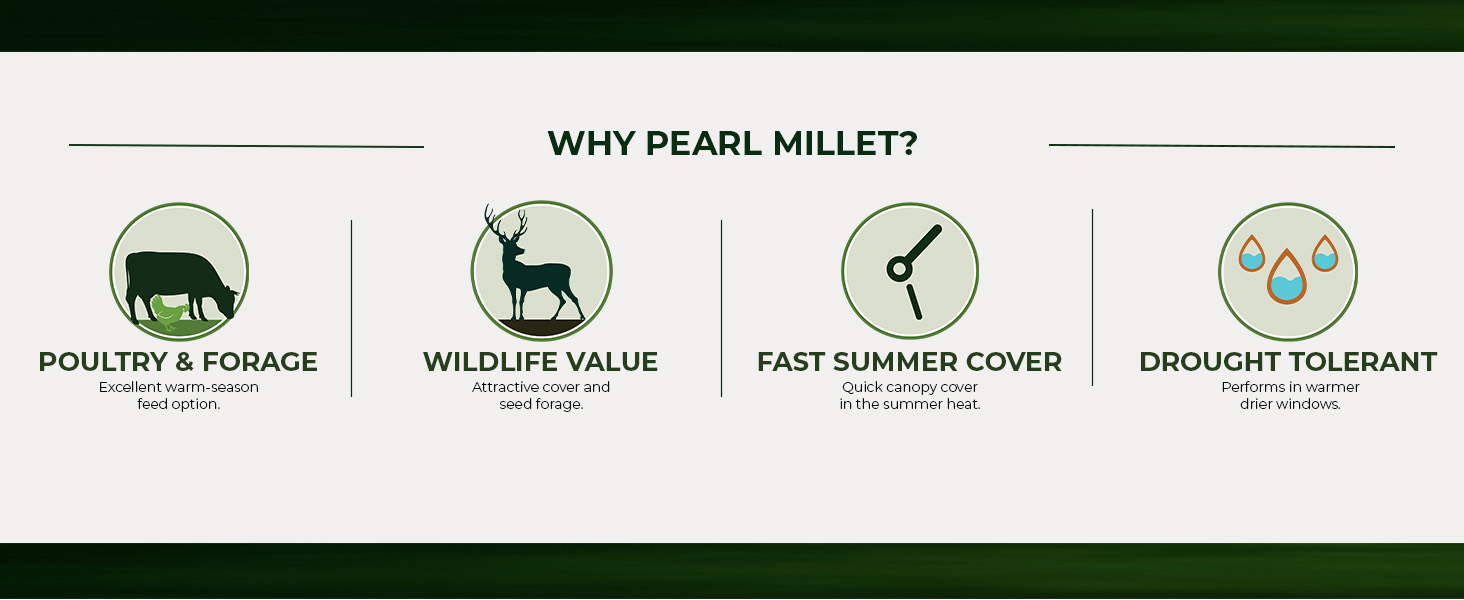 Pearl Millet Cover Crop