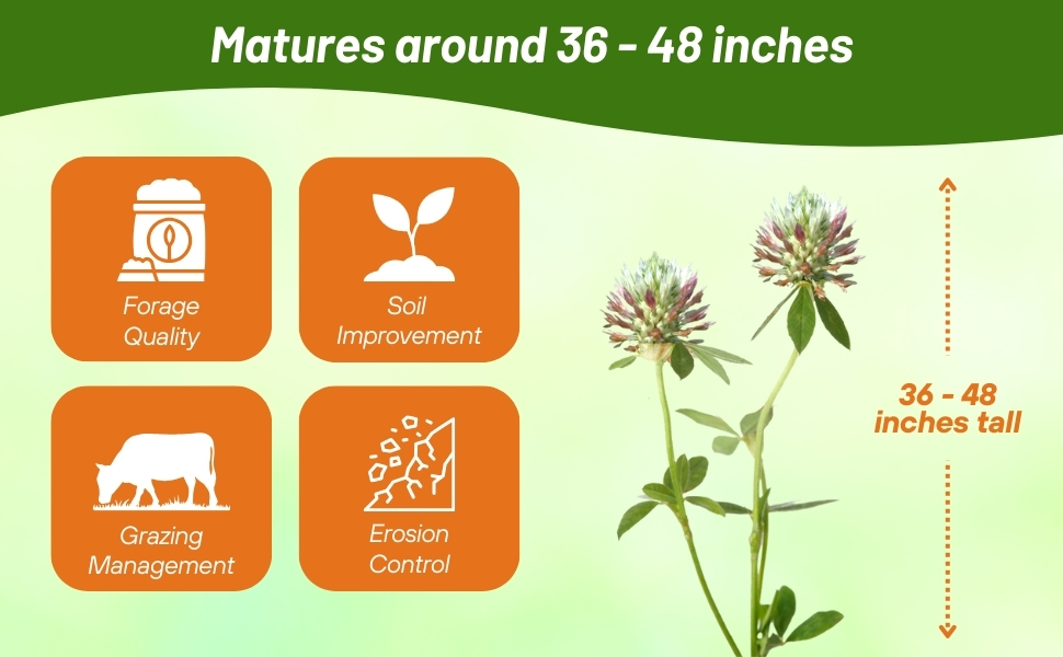 Arrowleaf Clover For Forage Quality & Grazing Management