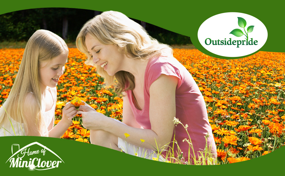 Calendula Flower Garden Planted From Flower Seeds