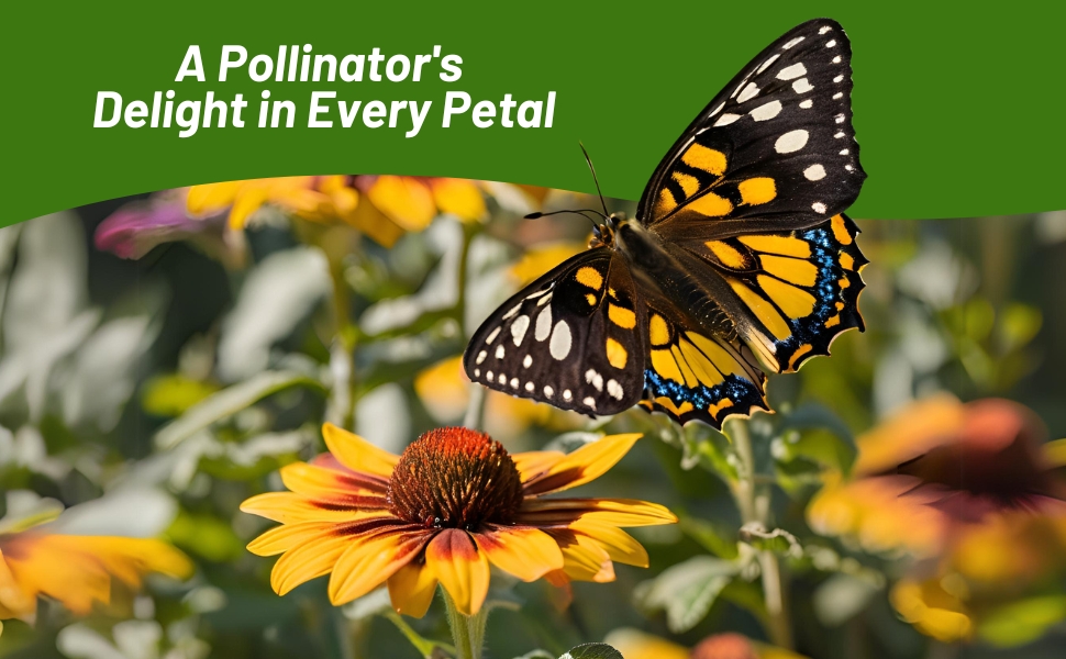 Pollinating Butterfly on Gloriosa Daisy Flowers