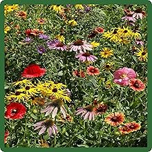 Perennial & Annual Varieties of MIdwest Wildflowers