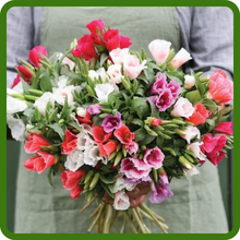 Person Holding Godetia Cut Flowers