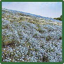 Myosotis sylvatica Forget-me-not Wildflower Meadow