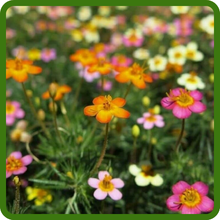 Leptosiphon Adds Soft Texture to the Garden