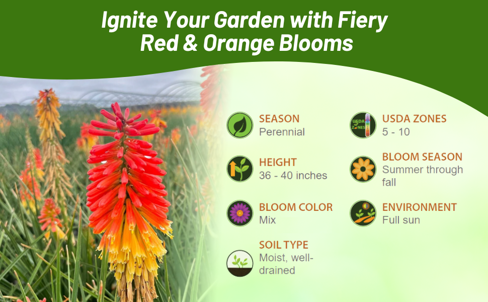Perennial Kniphofia Red Hot Poker For Full Sun