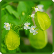 Balloon Vine Delicate White Flowers