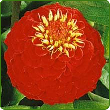 Ball-Shaped Flowers of Zinnia Lilliput Red