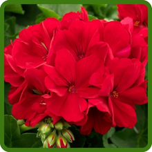 Fragrant Red Geranium Flowers