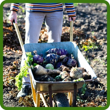 Purpletop Turnip Deer Forage Seeds
