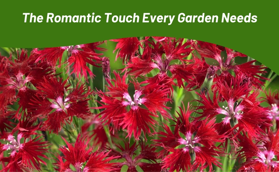 Bright Red Dianthus Superbus Flowers