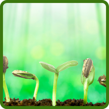 Impatiens Xtreme Seedlings Planting From Flower Seeds