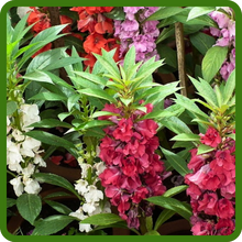 Compact Growth of Impatiens Balsam