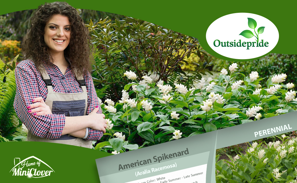 American Spikenard Flower Garden