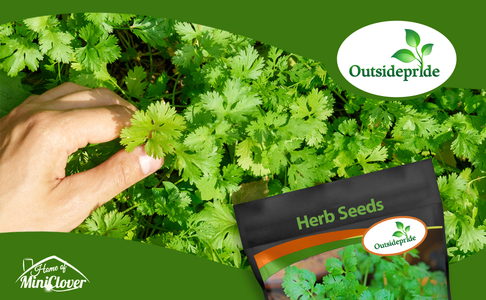 Cilantro Herb Garden Plant Foliage