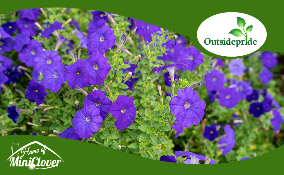 Blue Shock Wave Petunia Flowers