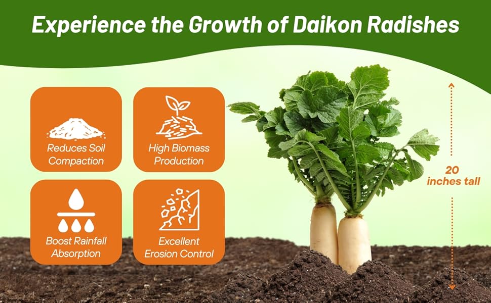 Daikon Radish Reduces Soil Compaction While Improving Rainfall Absorption