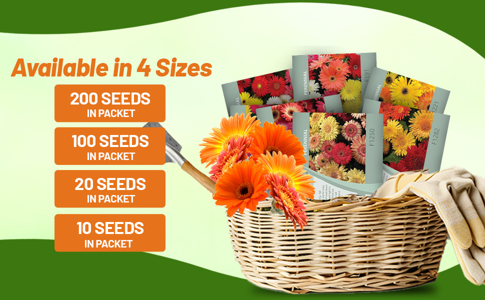 Gerbera Seed Packets Mixtures For Sale