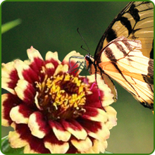 image of flower
