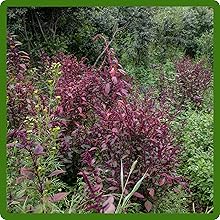 Red Orach in Nature