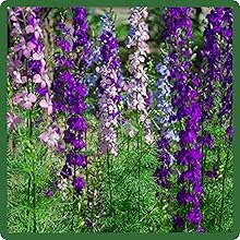 Annual Rocket Larkspur