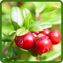  Cranberry Fruit Small Round Berries