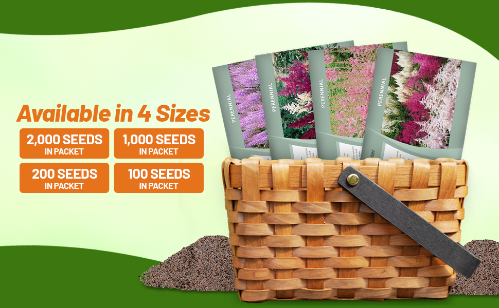 Astilbe Seed Packets For Sale & Planting