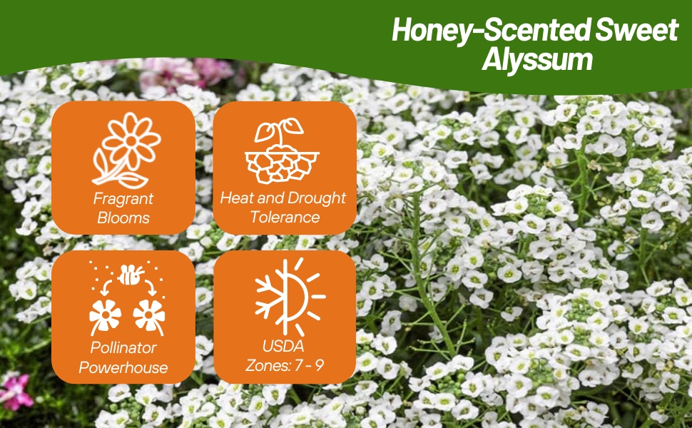 Fragrant Blooms of Drought Tolerant Sweet Alyssum