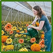 Low Maintenance Tagetes erecta African Marigold Flowers