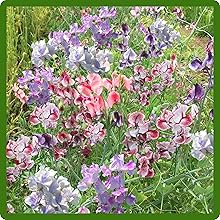 Bicolor Lathyrus Sweet Peas Field