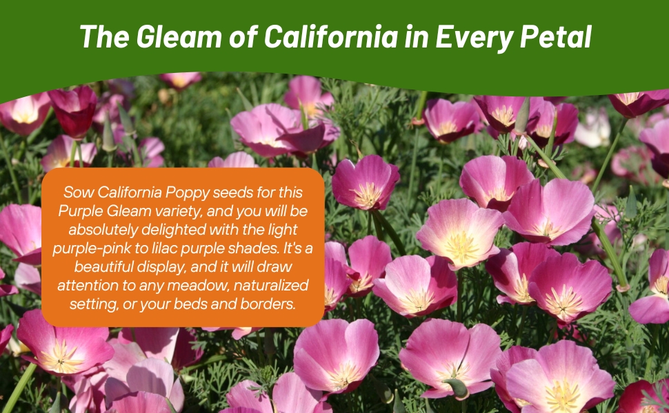 Purple Gleam California Poppy Self-seeding Wildflowers For Meadows & Prairies