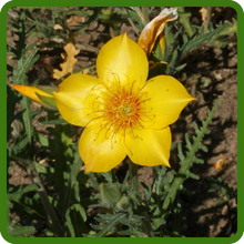 Blazing Star Yellow, Star-Shaped Flowers