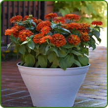 Zinnia Lilliput Red Flower Container Plant