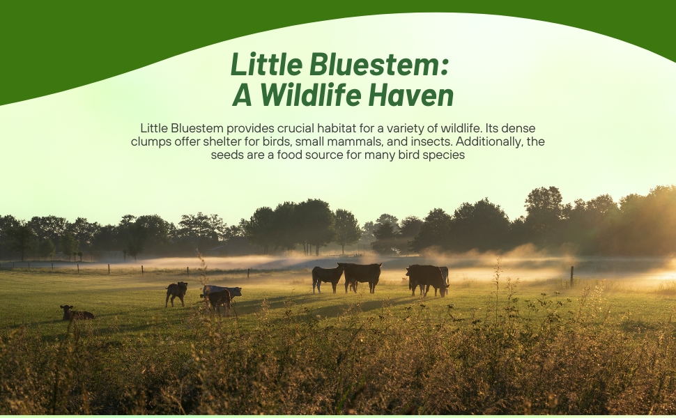 LIttle Bluestem Wildlife Haven For Birds, Mammals, Insects, Wildlife