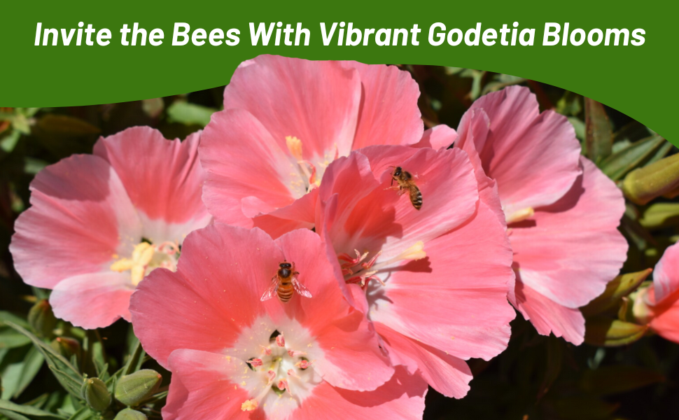 Pollinator Bees on Godetia Flower