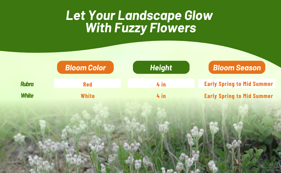 Bloom Color, Height, and Bloom Season Chart For Antennaria Pussytoes Plants