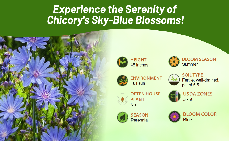 Chicory Grows 48 Inches Tall In USDA Zones 3 - 9