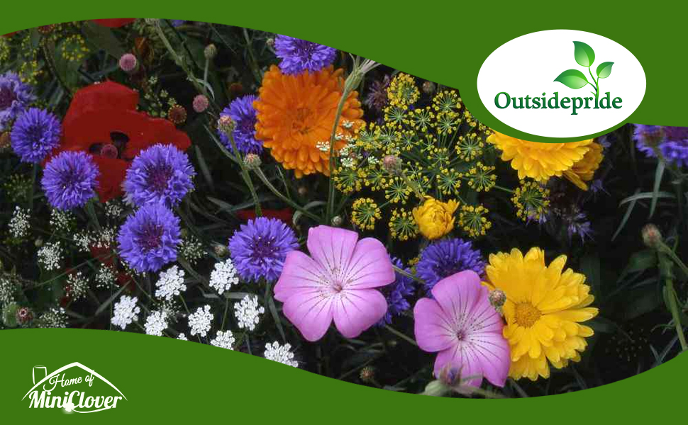 Japanese Garden & Tall Annual Cut Wildflowers