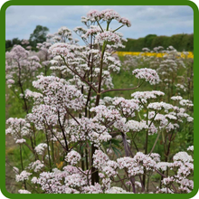 Tall Valerian Garden Plant