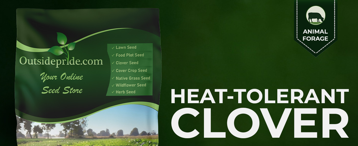 Berseem Clover Bulk Seed