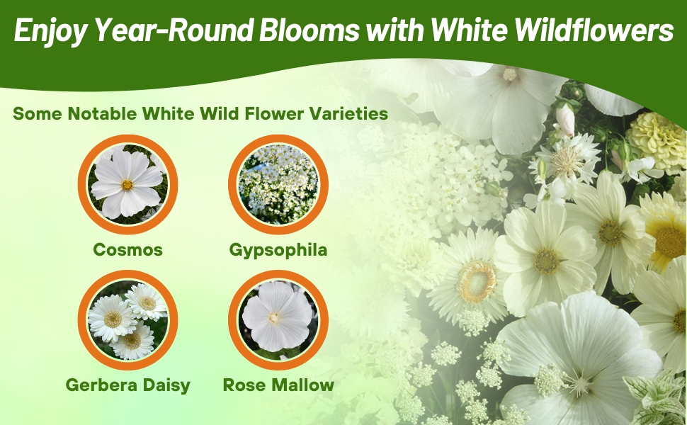 Flower Varieties in White Wildflower Mixture