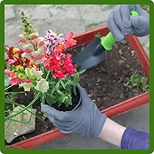 Easy To Grow Snapdragon Flowers From Seeds