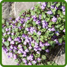 Kenilworth Ivy Lilac Purple Blooms