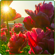Full Sun To Partial Shade Low Growing Wildflowers