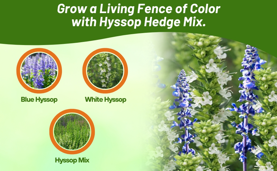 Blue, White, & Hyssop Herb Mixture