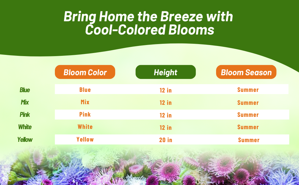 Bloom Season, Color, & Height Chart For Ageratum Flowers
