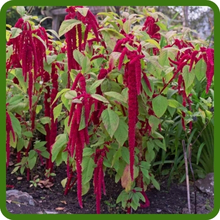 Amaranthus Drooping Red Flowers