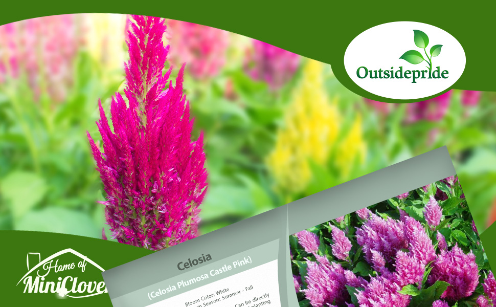 Celosia Castle Pink Flower Garden