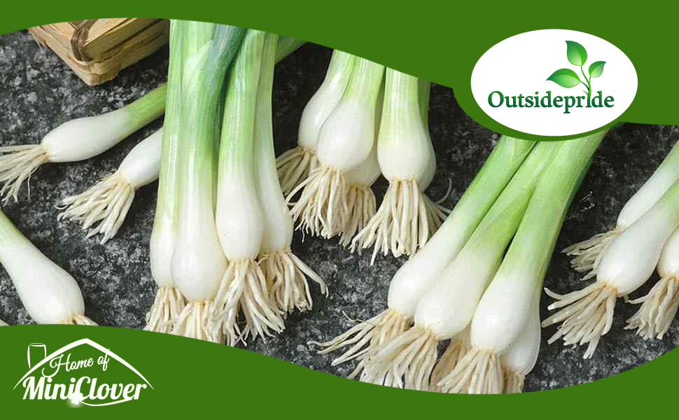 Sweet Onion Vegetable Garden For Cooking